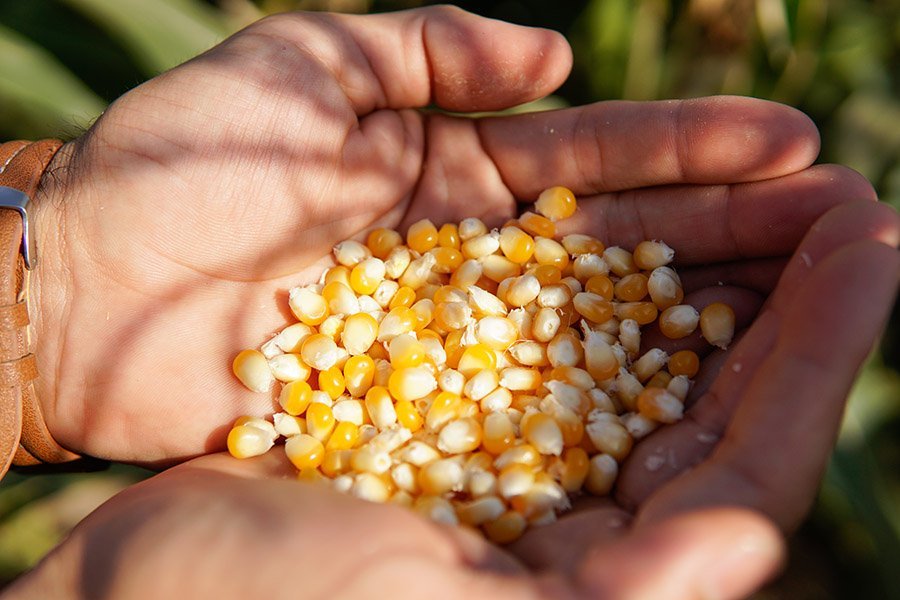 alberto marchionni exportacion argentina de popcorn maiz pisingallo