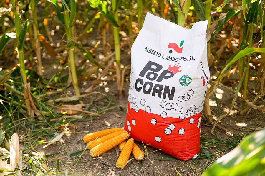 maiz pisingallo campo seeds popcorn argentine export saco
