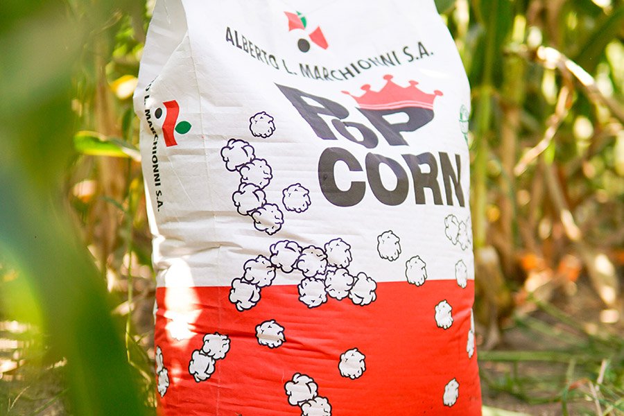 maiz pisingallo campo seeds popcorn argentine export bag